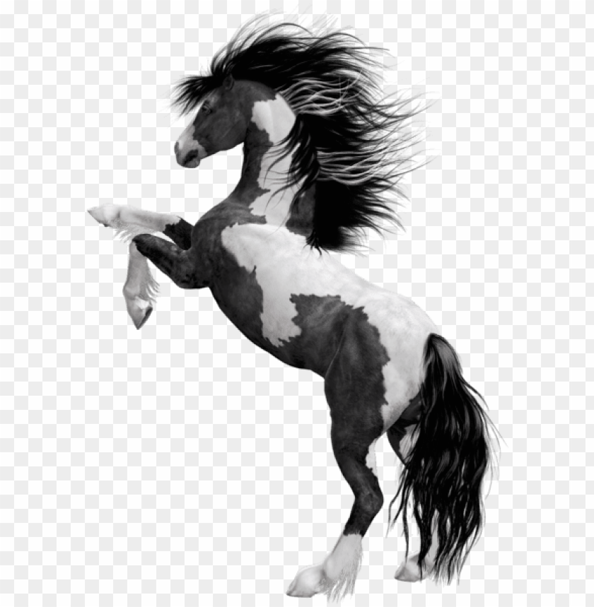 0 Black Horse Png Hd PNG Image With Transparent Background