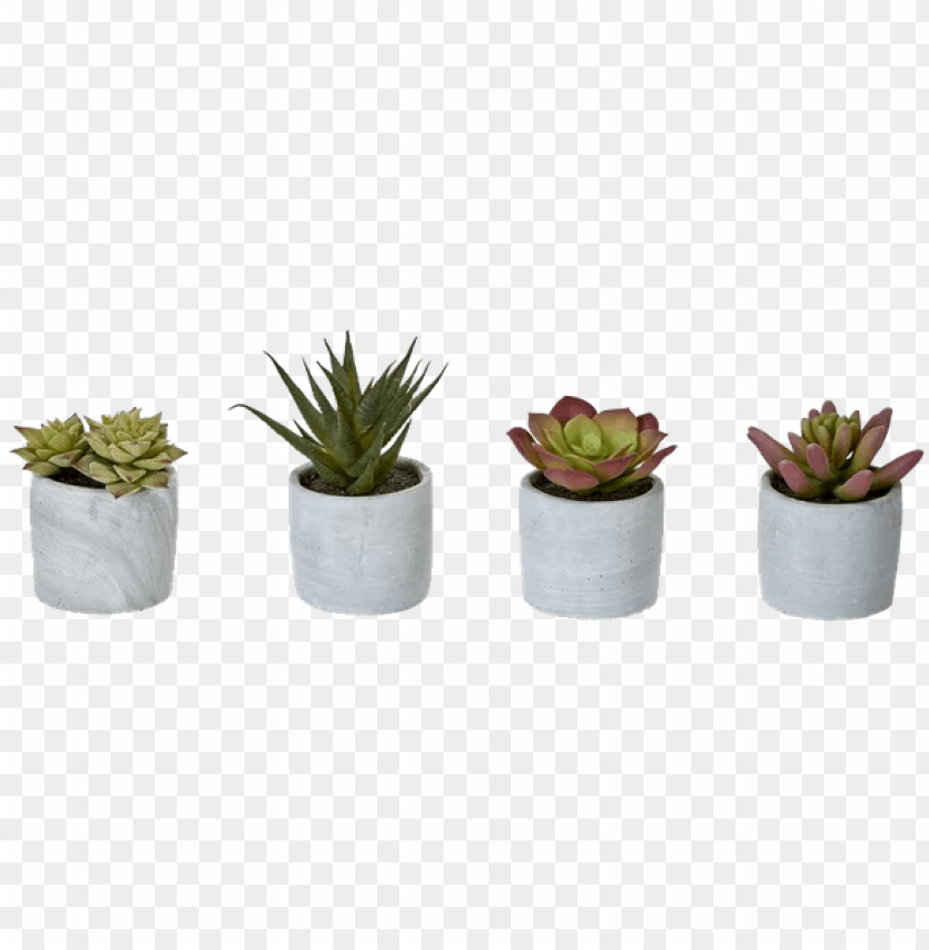 4 Piece Desktop Succulent Plant In Pot Set Bungalow PNG Image With Transparent Background