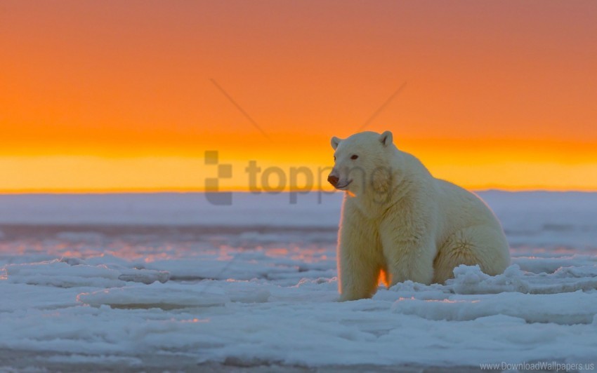 Alaska Polar Bear Snow Wallpaper Background Best Stock Photos