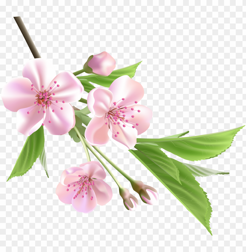 Almond Blossom Watercolor Spring Flower PNG Image With Transparent Background
