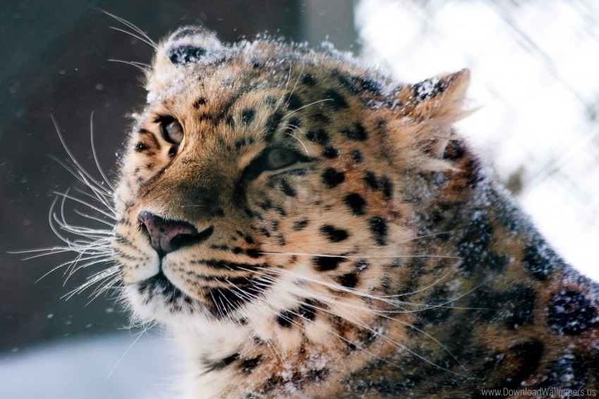 Amur Leopard Leopard Muzzle Snow Wild Cat Wallpaper Background Best Stock Photos