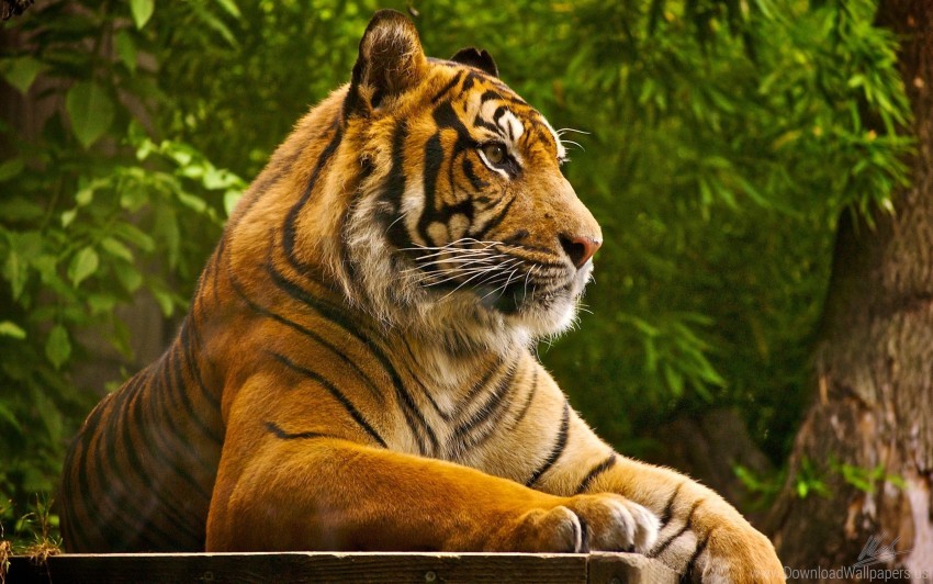 Amur Tiger Big Cat Lying Striped Wallpaper Background Best Stock Photos