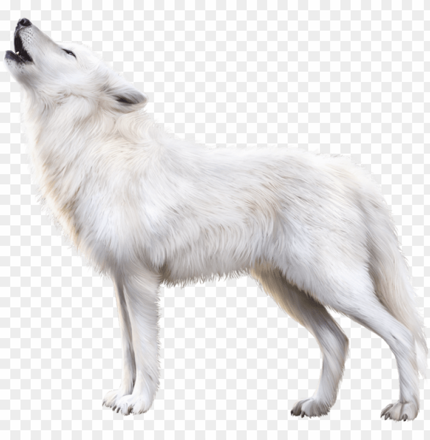 Arctic Fox Png Download Image Transparent White Fox PNG Image With Transparent Background