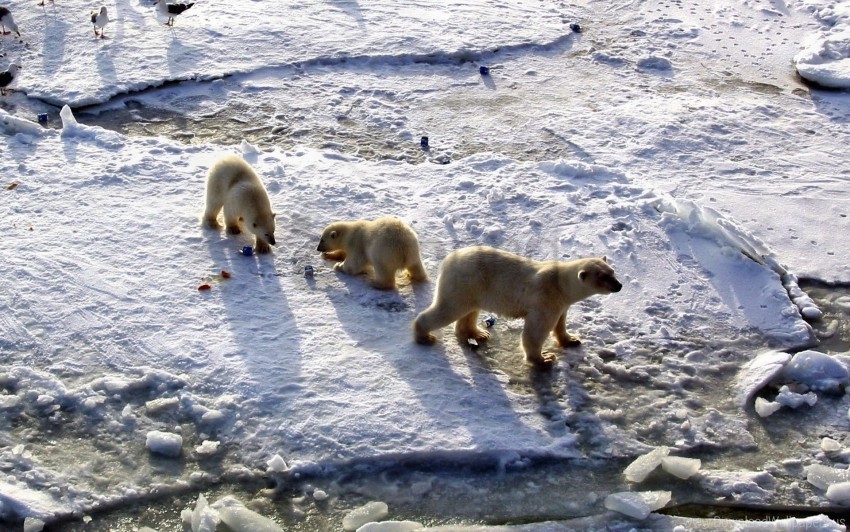 Babies Bear Caring Food Polar Bear Snow Wallpaper Background Best Stock Photos