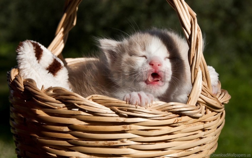 Baby Basket Kitten Meow Wallpaper Background Best Stock Photos
