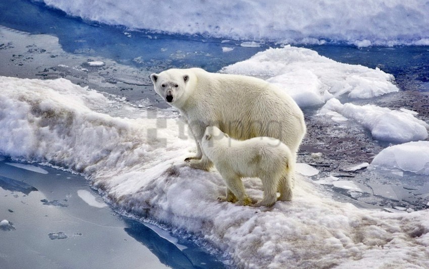 Baby Bear Family Ice Ocean Polar Bear Snow Walk Wallpaper Background Best Stock Photos