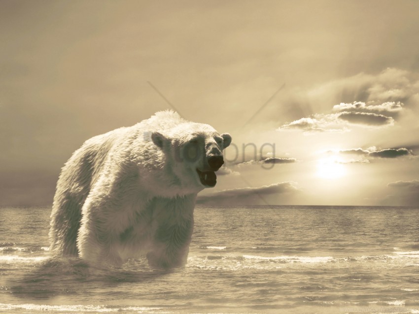 Bear Cold Ice Ocean Snow Winter Wallpaper Background Best Stock Photos