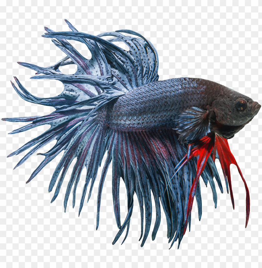 Betta Fish Clipart Freeuse Download Free Siamese Fighting Fish PNG Image With Transparent Background