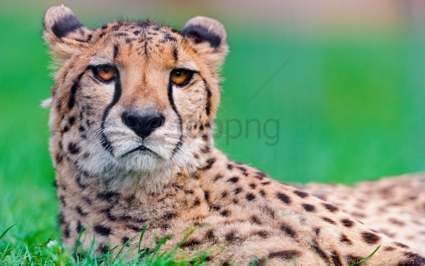 Big Cat Cheetah Face Spotted Wallpaper Background Best Stock Photos