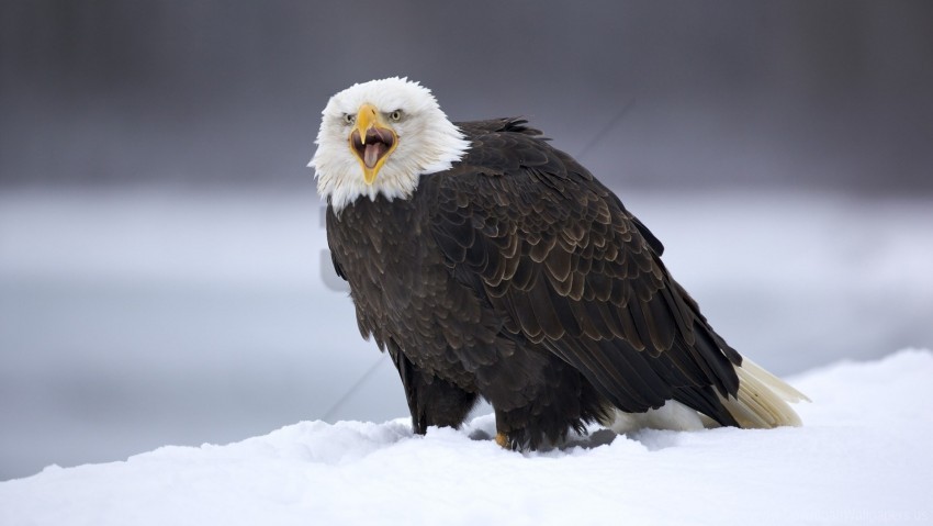 Bird Eagle Feathers Predator Snow Wallpaper Background Best Stock Photos