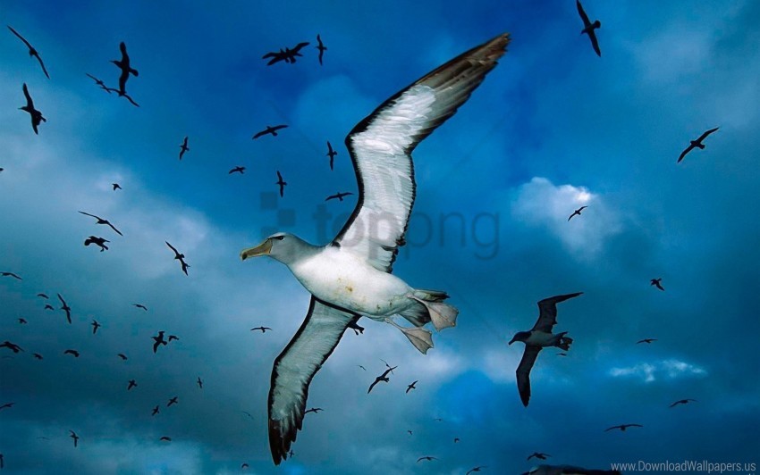 Birds Clouds Flock Gulls Sea Sky Wallpaper Background Best Stock Photos