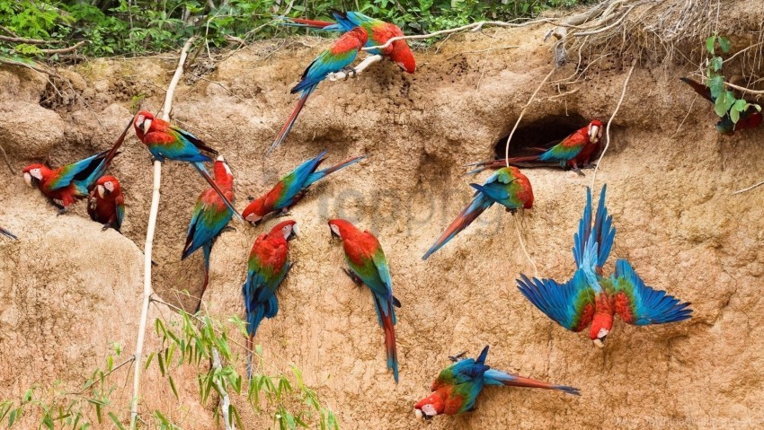 Birds Flock Flying House Parrots Wall Wallpaper Background Best Stock Photos