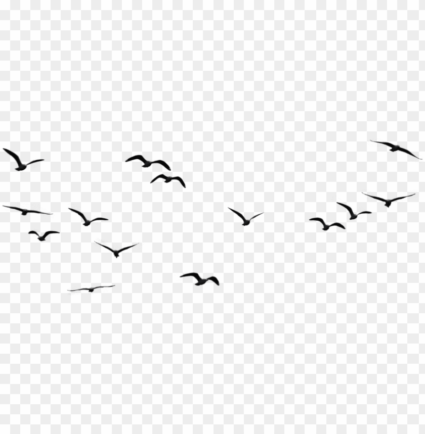 Birds Png Image1 Birds Flying In The Sky PNG Image With Transparent Background