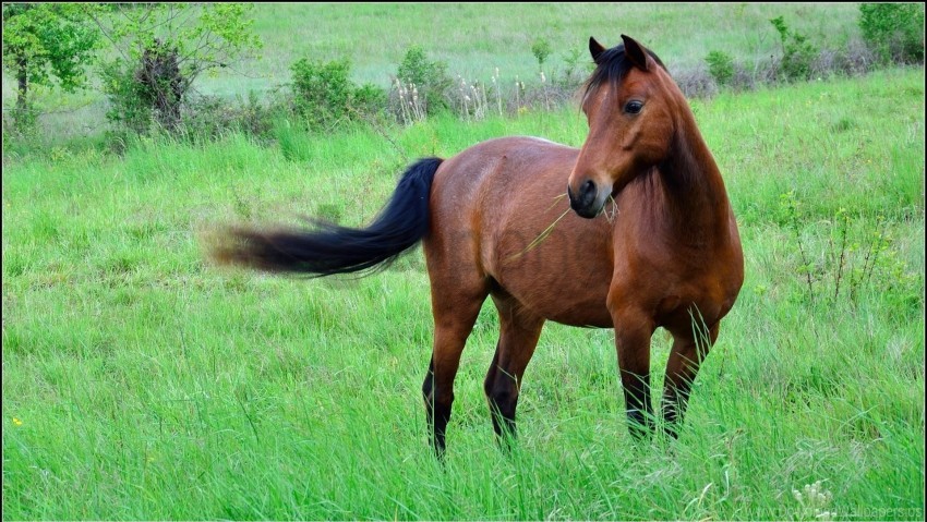 Black Brown Grass Horse Meadow Wallpaper Background Best Stock Photos