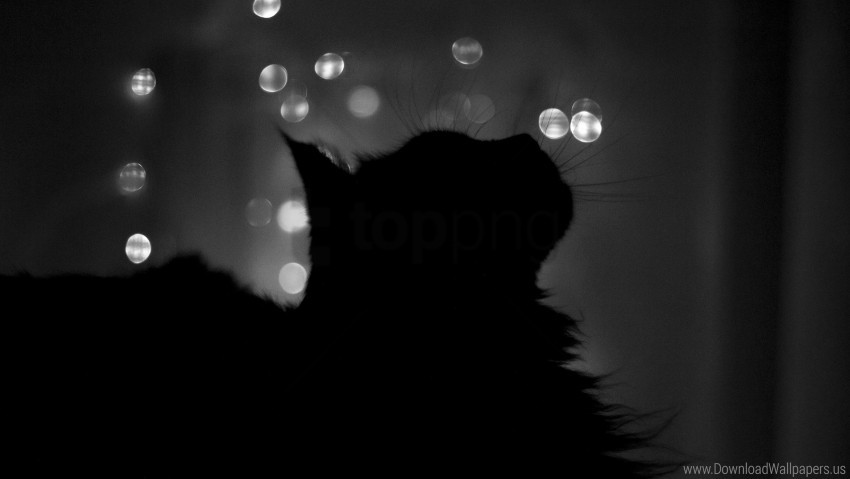 Black White Cat Features Highlights Shadow Wallpaper Background Best Stock Photos