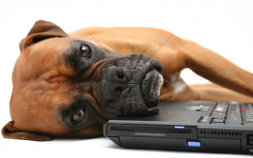 Boxer Dog Face Laptop Lie Wallpaper Background Best Stock Photos