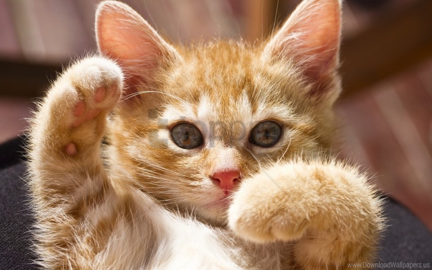 Bright Kitten Paws Playful Wallpaper Background Best Stock Photos