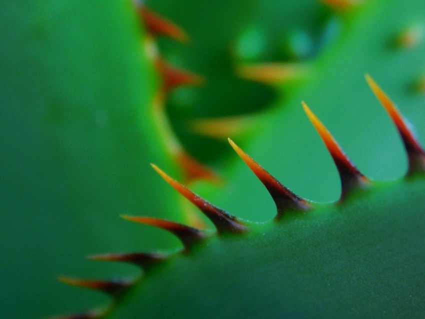 Cactus Thorns Closeup Sharp Plant Green Png - Free PNG Images