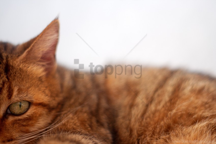 Cat Furry Muzzle Striped Wallpaper Background Best Stock Photos