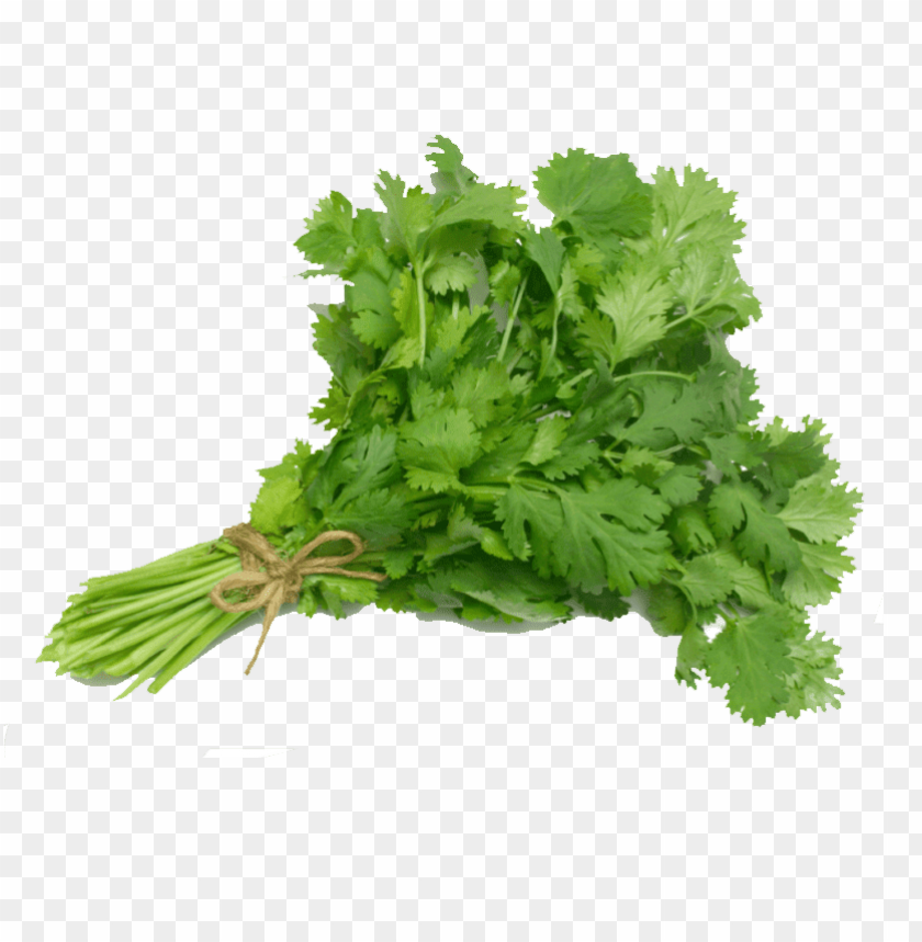 Coriander PNG Image With Transparent Background