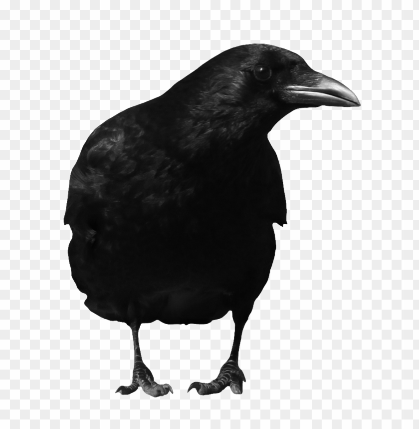 Download Crow Png Images Background