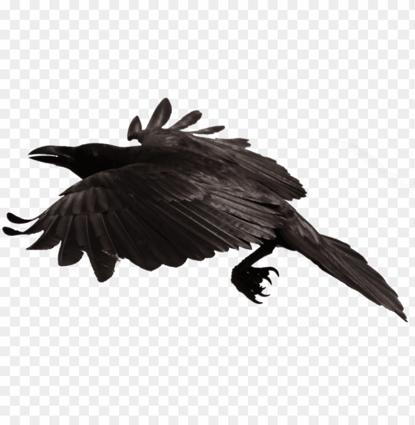 Crow Free Png Transparent Background Images Free Download Crow Transparent Fly PNG Image With Transparent Background