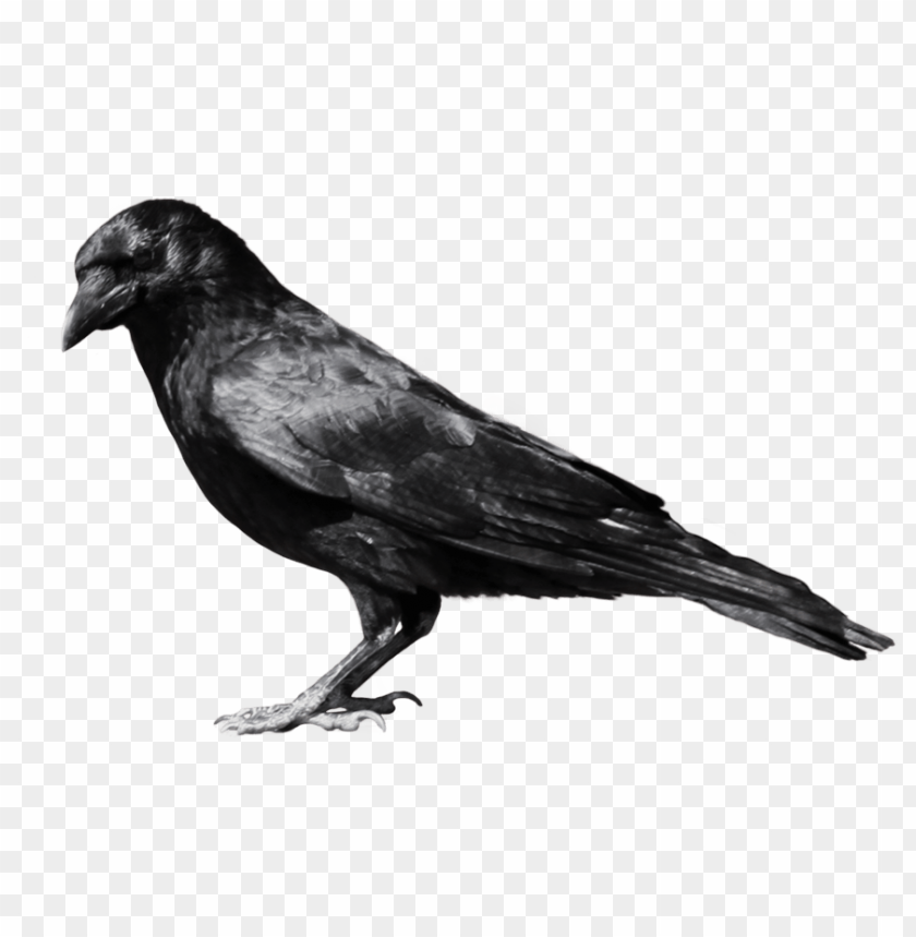 Download Crow From Side Png Images Background