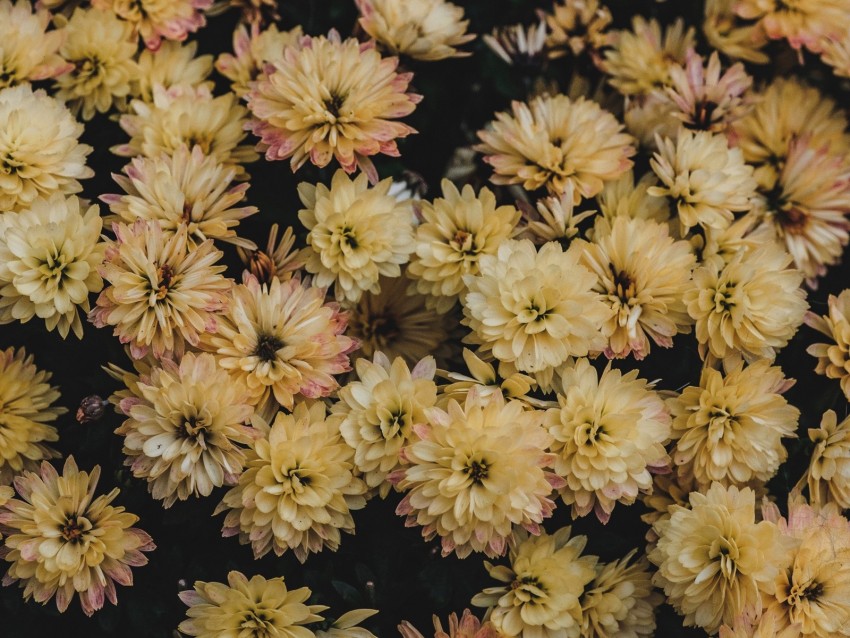 Dahlias Flowerbed Flowers Bloom Yellow Png - Free PNG Images