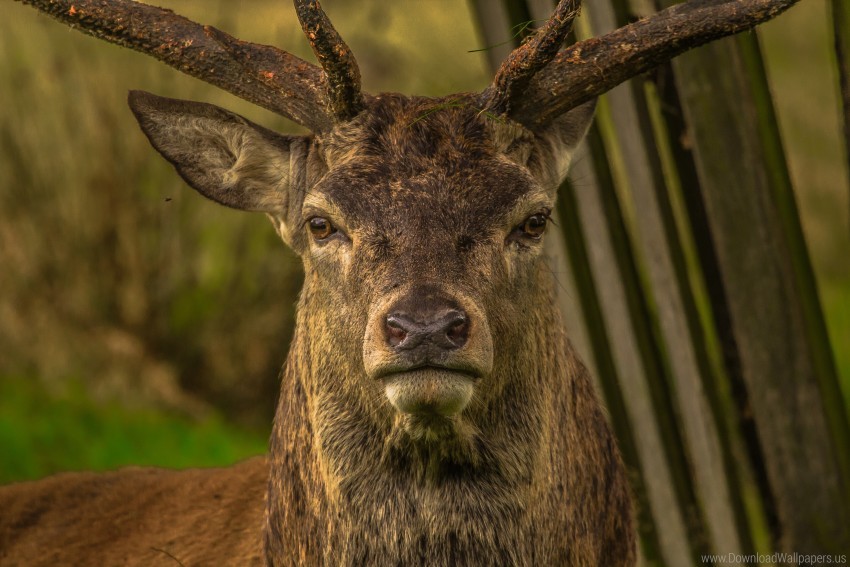 Deer Eyes Horns Snout Wallpaper Background Best Stock Photos