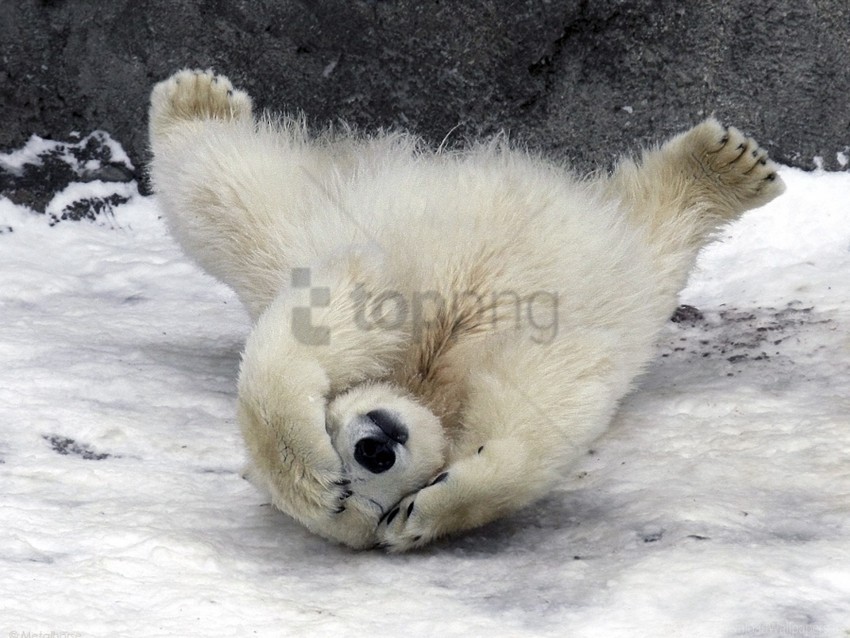 Down Fur Polar Bear Snow Wool Wallpaper Background Best Stock Photos