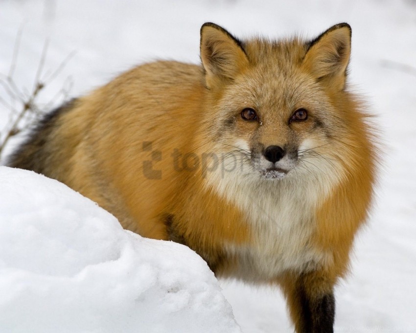Eyes Face Fox Predator Snow Wallpaper Background Best Stock Photos