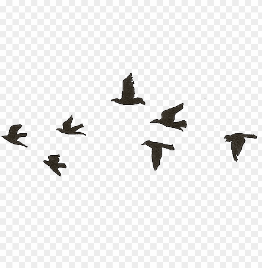 Flying Birds Gif Transparent PNG Image With Transparent Background