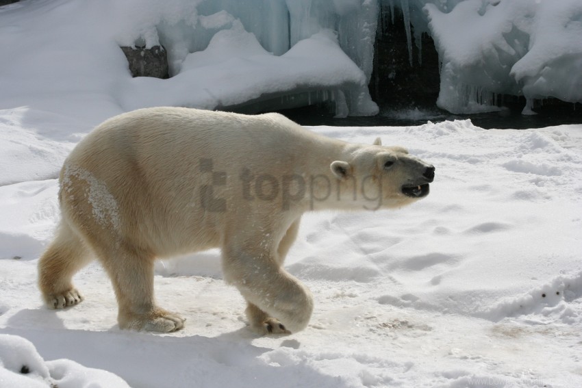 Footprints Polar Bear Snow Wallpaper Background Best Stock Photos