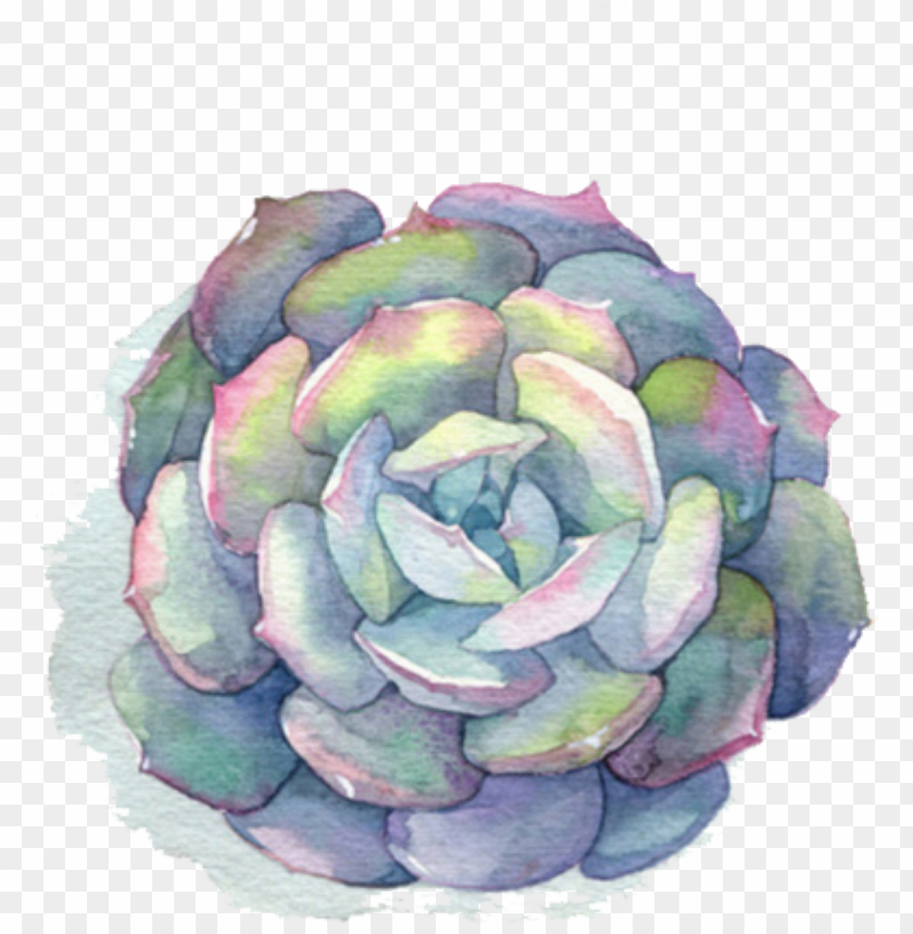 Ftestickers Watercolor Flower Succulent Succulent Watercolor PNG Image With Transparent Background