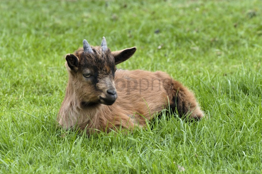 Goat Grass Horns Wallpaper Background Best Stock Photos