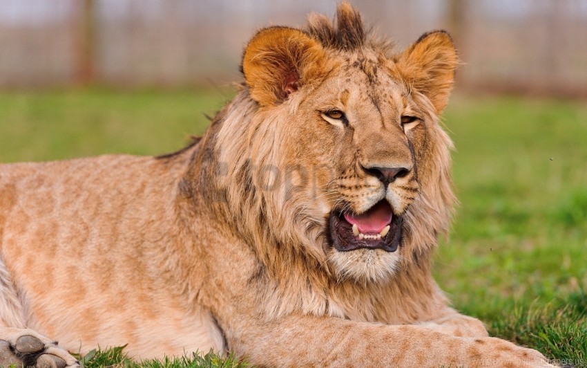 Grass Lie Lion Muzzle Teeth Wallpaper Background Best Stock Photos