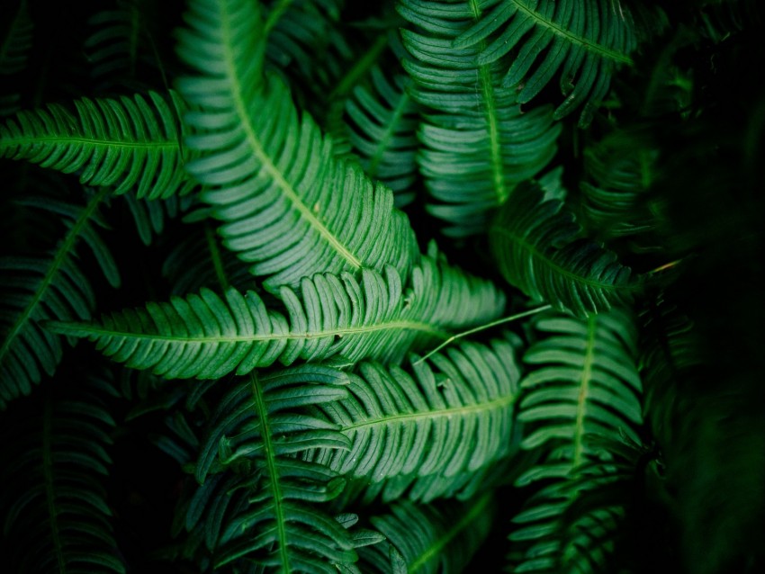 Leaves Green Shade Dark Vegetation Png - Free PNG Images