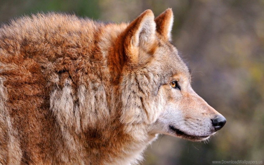 Muzzle Predator Pro View Wolf Wallpaper Background Best Stock Photos