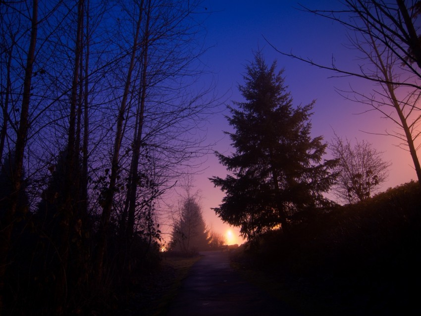 Night Forest Fog Path Trees Sky Png - Free PNG Images