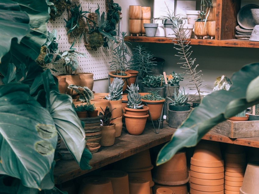 Plants Indoor Plants Pots Cultivation Shelves Ceramics Png - Free PNG Images