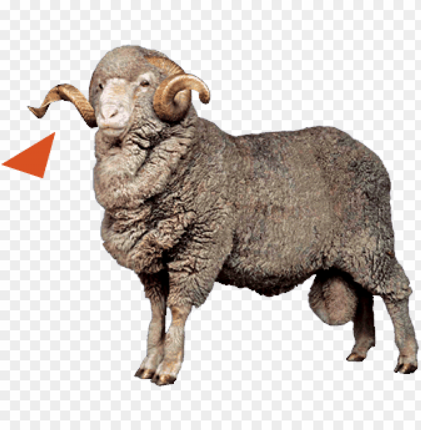 Sheep Png Images PNG Image With Transparent Background