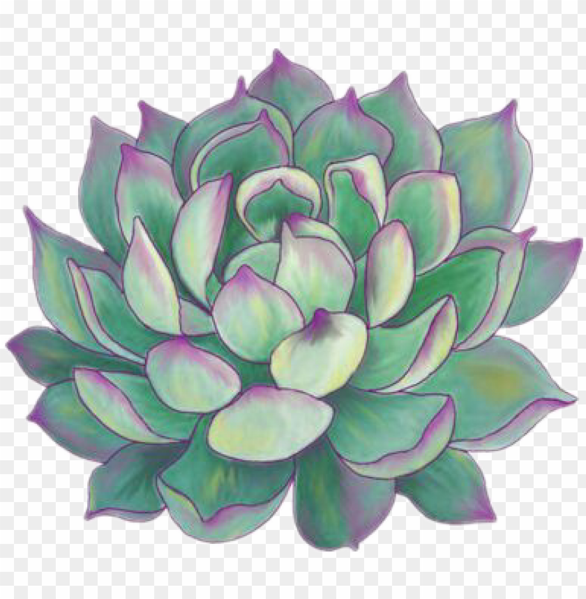 Succulent Plants Aesthetic Tumblr Sticker Succulent Plant Greeting Cards PNG Image With Transparent Background