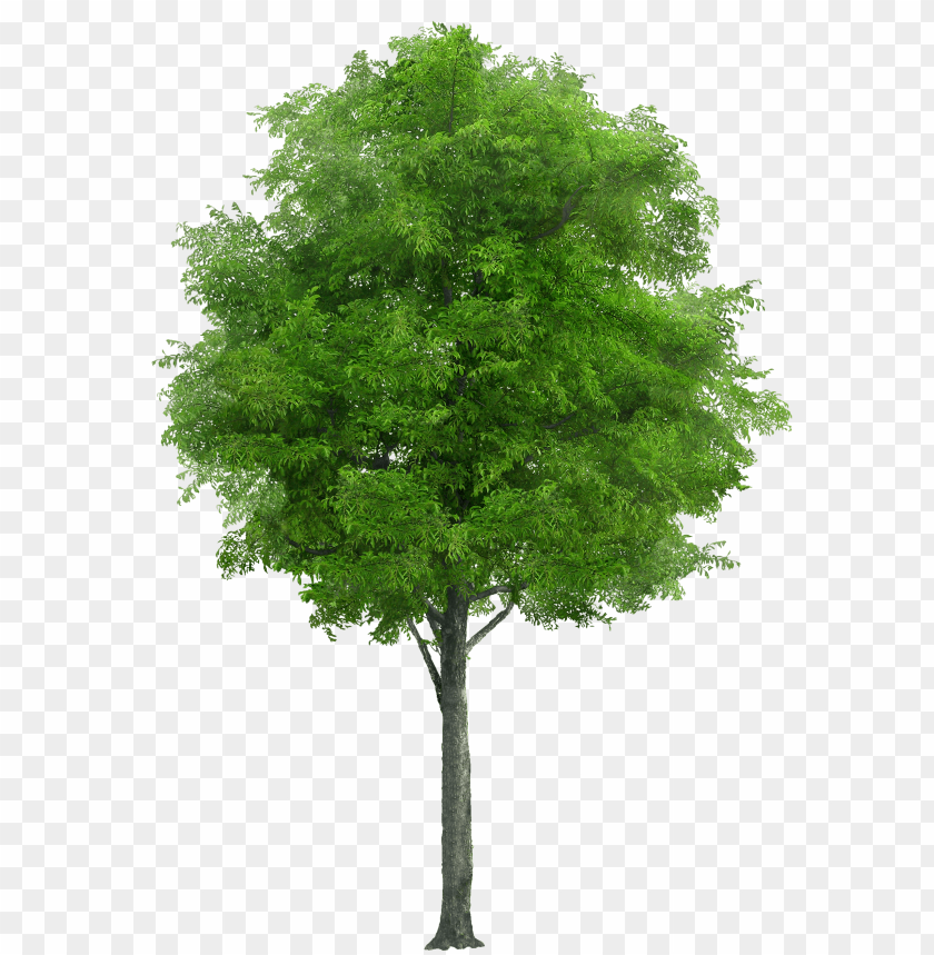 Download Tree Png Images Background