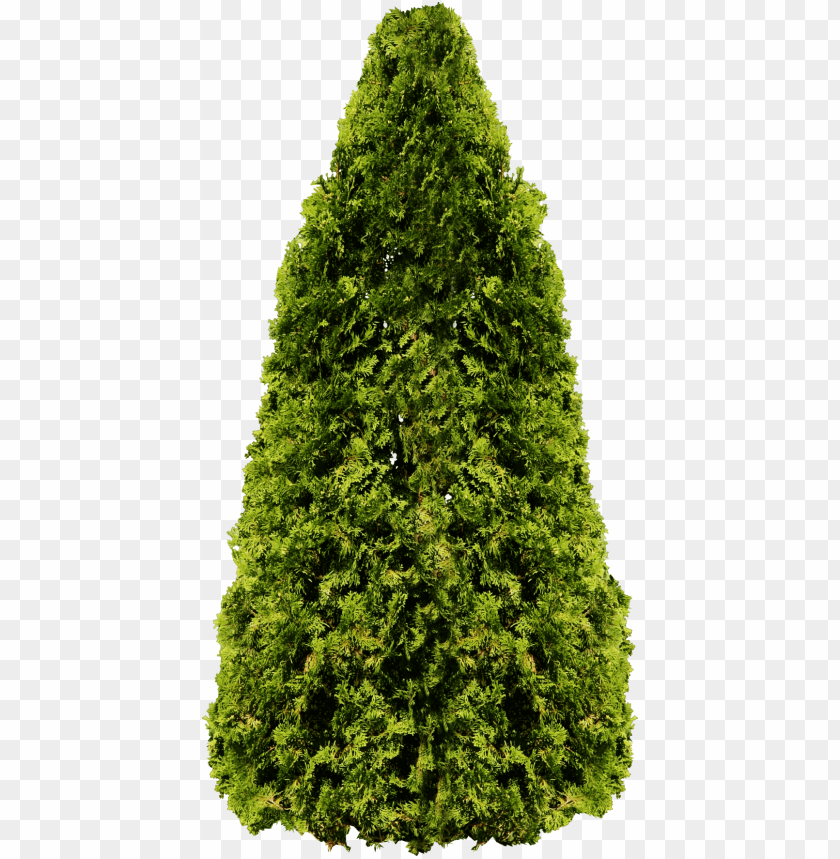 Download Tree Png Images Background