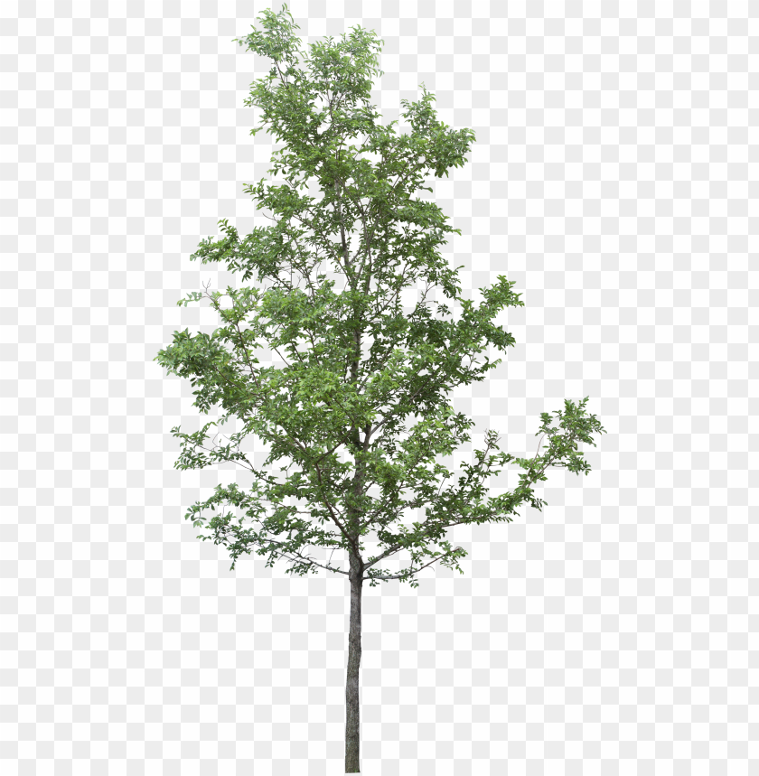 Tree Render Tree Photoshop Tree Sketches Landscape Tree PNG Image With Transparent Background