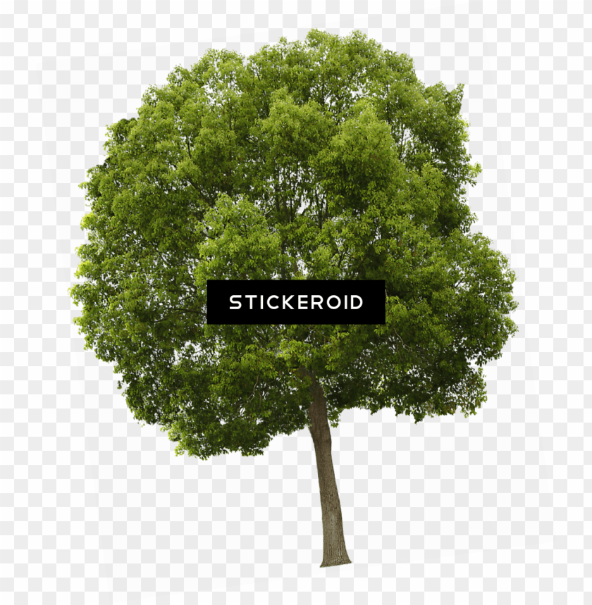 Trees High Resolution PNG Image With Transparent Background