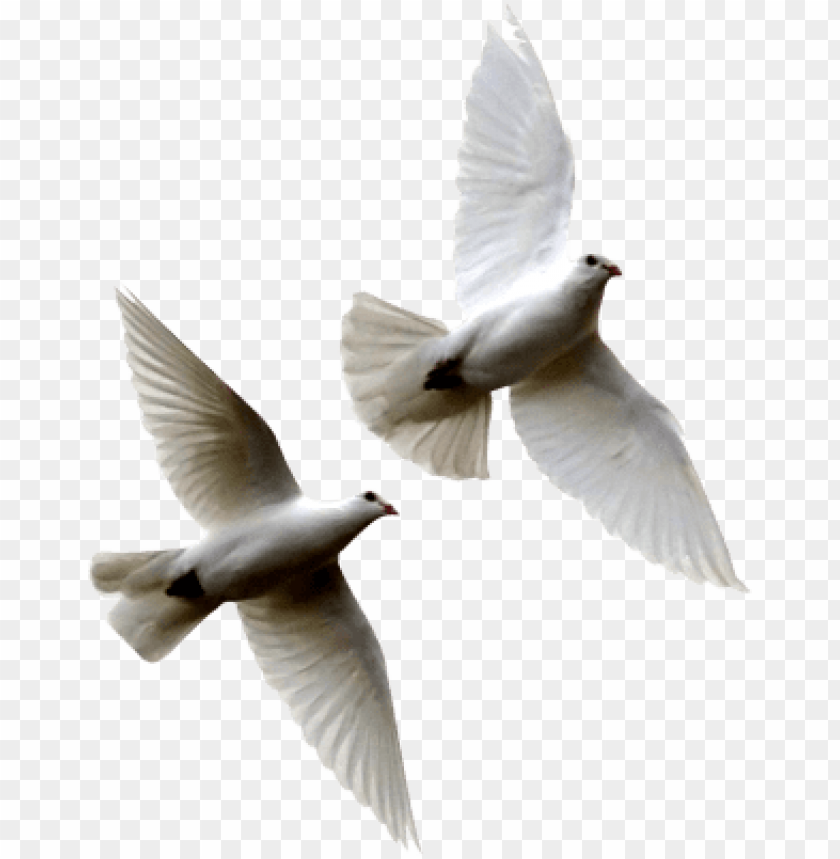 White Birds Flying Png White Doves Flying PNG Image With Transparent Background